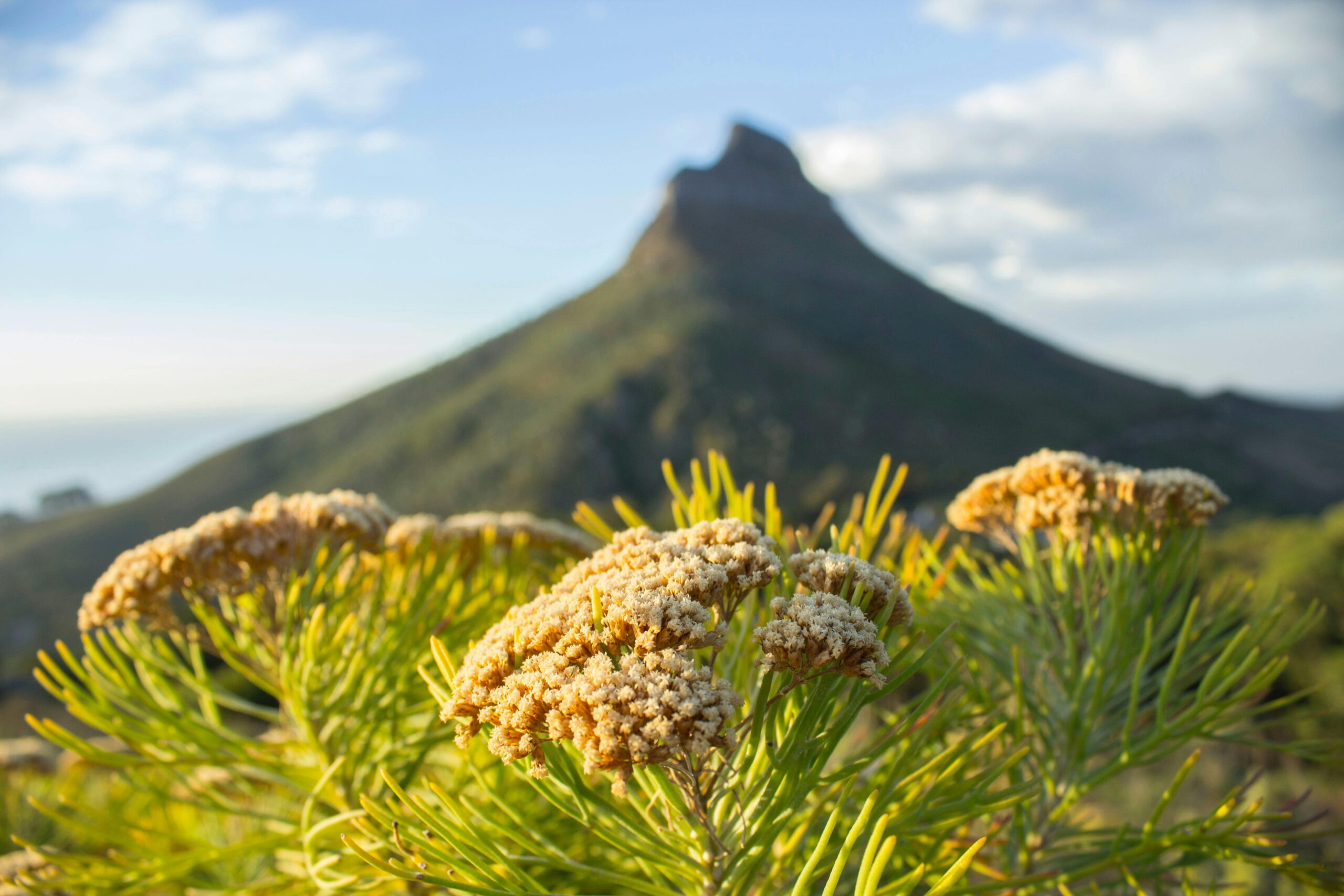 Jardines de Kirstenbosch